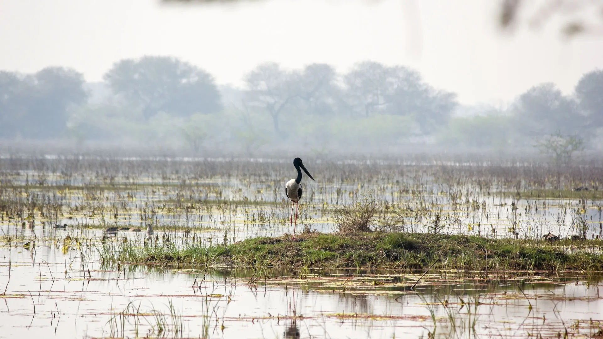  Jaipur – Bharatpur Bird Sanctuary – Fatehpur Sikri – Agra (230 km /5 hrs)