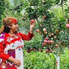  Shimla – Kullu – Manali