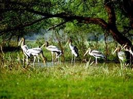 Kumarakom Bird Sanctuary