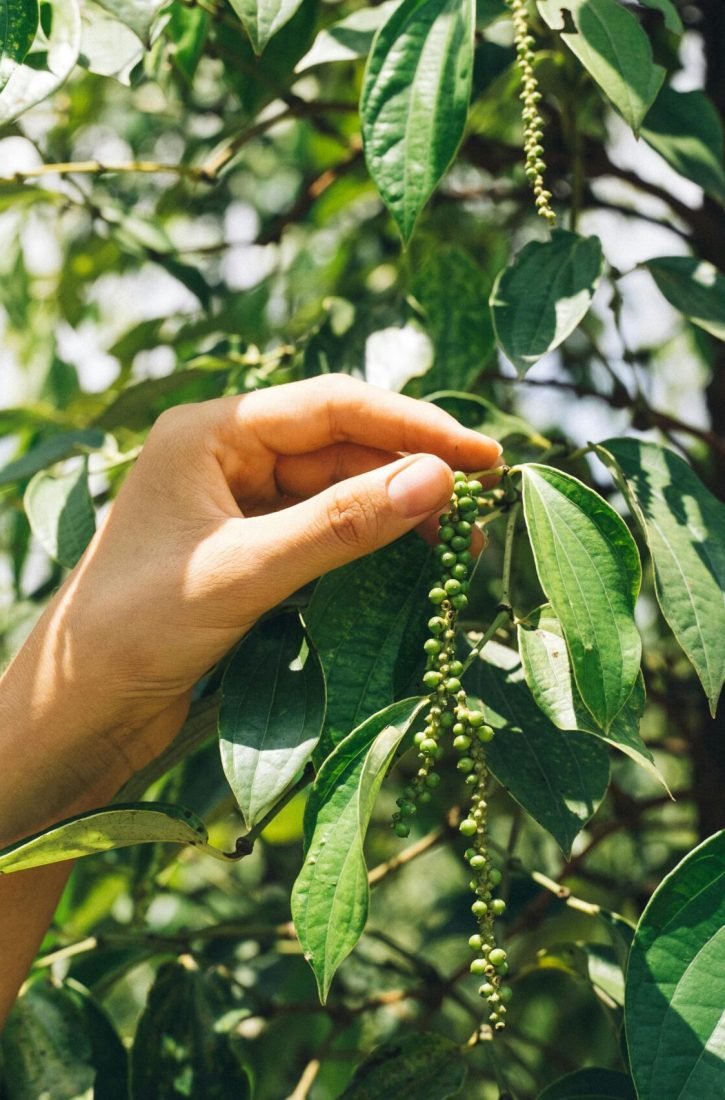 pexels-anntarazevich-7299691